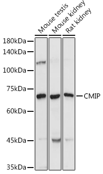 Western blot analysis of extracts of various cell lines using CMIP Polyclonal Antibody at 1:1000 dilution.