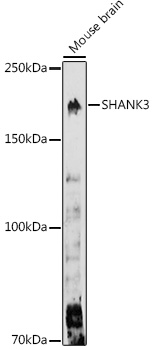 Western blot analysis of extracts of Mouse brain using SHANK3 Polyclonal Antibody at 1:1000 dilution.