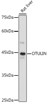 Western blot analysis of extracts of Rat liver using OTULIN Polyclonal Antibody at 1:1000 dilution.