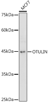 Western blot analysis of extracts of MCF7 cells using OTULIN Polyclonal Antibody at 1:1000 dilution.