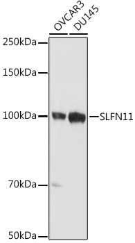 Western blot analysis of extracts of various cell lines using SLFN11 Polyclonal Antibody at 1:1000 dilution.