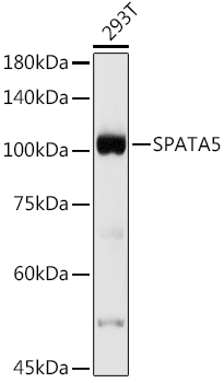 Western blot analysis of extracts of 293T cells using SPATA5 Polyclonal Antibody at 1:500 dilution.