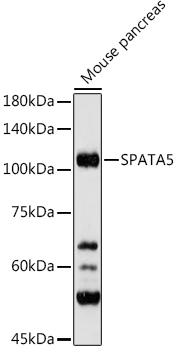 Western blot analysis of extracts of Mouse pancreas using SPATA5 Polyclonal Antibody at 1:500 dilution.