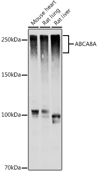 Western blot analysis of extracts of various cell lines using ABCA8A Polyclonal Antibody at 1:1000 dilution.