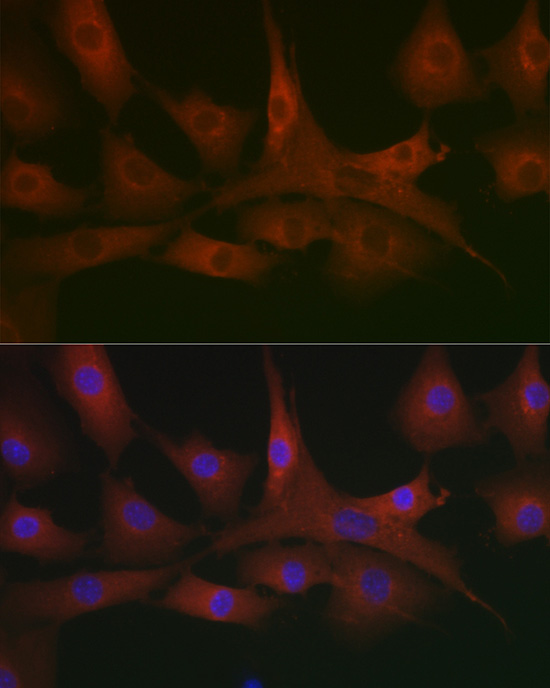 Immunofluorescence analysis of NIH/3T3 cells using AHNAK Polyclonal Antibody at dilution of 1:100. Blue: DAPI for nuclear staining.