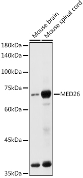 Western blot analysis of extracts of various cell lines using MED26 Polyclonal Antibody at 1:1000 dilution.