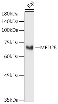 Western blot analysis of extracts of Raji cells using MED26 Polyclonal Antibody at 1:1000 dilution.