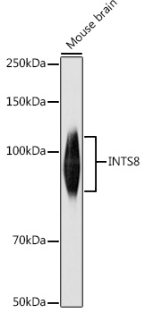 Western blot analysis of extracts of Mouse brain using INTS8 Polyclonal Antibody at 1:1000 dilution.