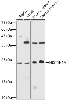 Western blot analysis of extracts of various cell lines using HIST1H1A Polyclonal Antibody at 1:1000 dilution.