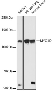 Western blot analysis of extracts of various cell lines using MYO1D Polyclonal Antibody at 1:1000 dilution.