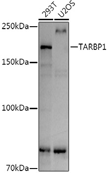 Western blot analysis of extracts of various cell lines using TARBP1  Polyclonal Antibody at 1:1000 dilution.