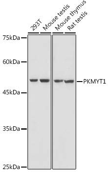 Western blot analysis of extracts of various cell lines using PKMYT1 Polyclonal Antibody at 1:1000 dilution.