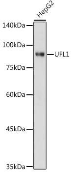 Western blot analysis of extracts of HepG2 cells using UFL1 Polyclonal Antibody at 1:1000 dilution.