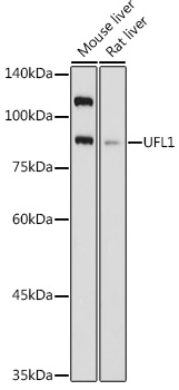 Western blot analysis of extracts of various cell lines using UFL1 Polyclonal Antibody at 1:1000 dilution.