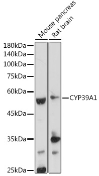 Western blot analysis of extracts of various cell lines using CYP39A1 Polyclonal Antibody at 1:1000 dilution.