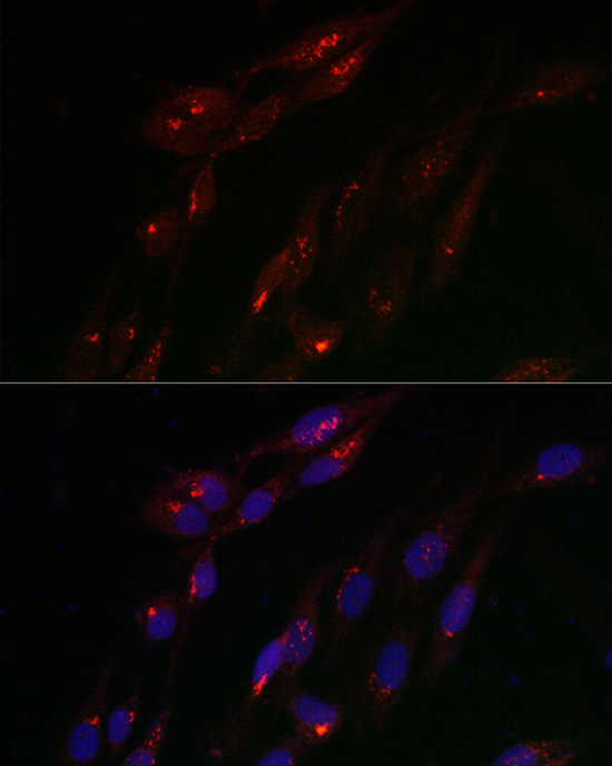 Immunofluorescence analysis of U2OS cells using TJAP1 Polyclonal Antibody at dilution of 1:100 (40x lens). Blue: DAPI for nuclear staining.