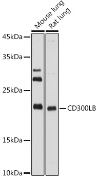 Western blot analysis of extracts of various cell lines using CD300LB Polyclonal Antibody at 1:1000 dilution.