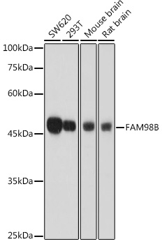 Western blot analysis of extracts of various cell lines using FAM98B Polyclonal Antibody at 1:1000 dilution.