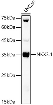 Western blot analysis of extracts of LNCaP cells using NKX3.1 Polyclonal Antibody at 1:400 dilution.