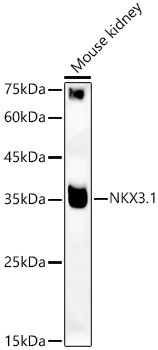 Western blot analysis of extracts of Mouse kidney using NKX3.1 Polyclonal Antibody at 1:400 dilution.