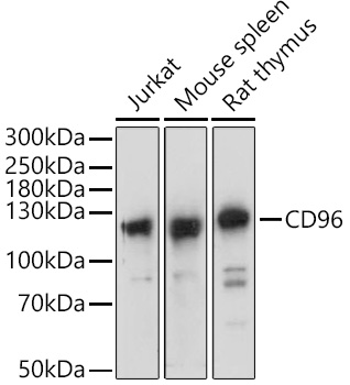 Western blot analysis of extracts of various cell lines using CD96 Polyclonal Antibody at 1:1000 dilution.