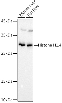 Western blot analysis of extracts of various cell lines using Histone H1.4 Polyclonal Antibody at 1:1000 dilution.