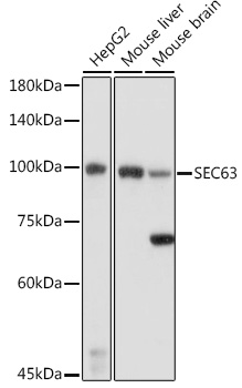 Western blot analysis of extracts of various cell lines using SEC63 Polyclonal Antibody at 1:1000 dilution.