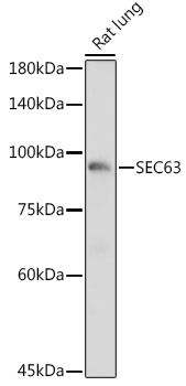 Western blot analysis of extracts of Rat lung using SEC63 Polyclonal Antibody at 1:1000 dilution.