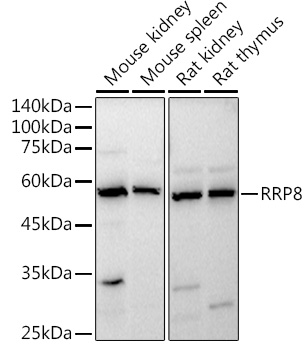 Western blot analysis of extracts of various cell lines using RRP8 Polyclonal Antibody at 1:1000 dilution.