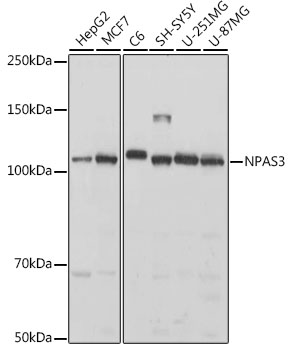 Western blot analysis of extracts of various cell lines using NPAS3 Polyclonal Antibody at 1:1000 dilution.