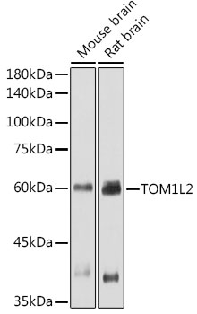 Western blot analysis of extracts of various cell lines using TOM1L2 Polyclonal Antibody at 1:1000 dilution.