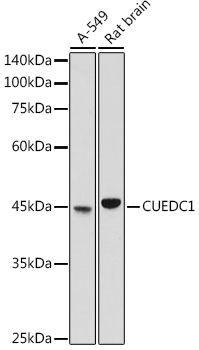 Western blot analysis of extracts of various cell lines using CUEDC1 Polyclonal Antibody at 1:1000 dilution.