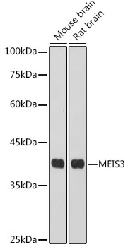 Western blot analysis of extracts of various cell lines using MEIS3 Polyclonal Antibody at 1:1000 dilution.