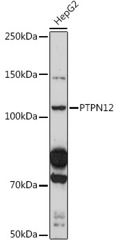 Western blot analysis of extracts of HepG2 cells using PTPN12 Polyclonal Antibody at 1:500 dilution.