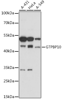 Western blot analysis of extracts of various cell lines using GTPBP10 Polyclonal Antibody at 1:1000 dilution.