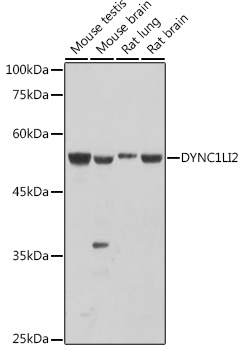 Western blot analysis of extracts of various cell lines using DYNC1LI2 Polyclonal Antibody at 1:1000 dilution.