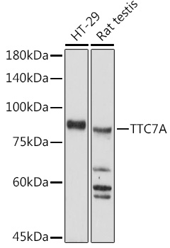 Western blot analysis of extracts of various cell lines using TTC7A Polyclonal Antibody at 1:500 dilution.