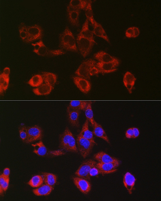 Immunofluorescence analysis of HepG2 cells using RPL39 Polyclonal Antibody atdilution of 1:50 (40x lens). Blue: DAPI for nuclear staining.