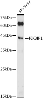 Western blot analysis of extracts of SH-SY5Y cells using PIK3IP1 Polyclonal Antibody at 1:500 dilution.