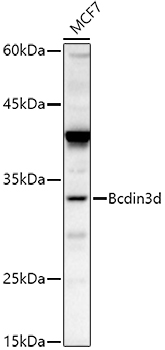 Western blot analysis of extracts of MCF7 cells using Bcdin3d Polyclonal Antibody at 1:500 dilution.