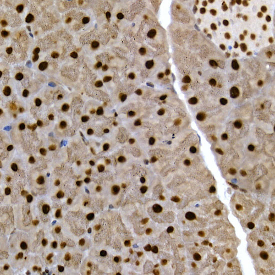 Immunohistochemistry of paraffin-embedded mouse pancreas using SCAF4 Polyclonal Antibody at dilution of 1:50 (40x lens).Perform high pressure antigen retrieval with 10 mM citrate buffer pH 6.0 before commencing with IHC staining protocol.