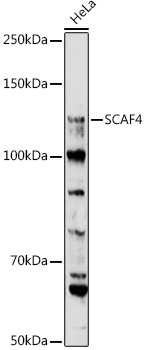 Western blot analysis of extracts of HeLa cells using SCAF4 Polyclonal Antibody at 1:1000 dilution.