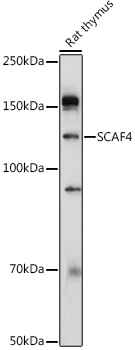 Western blot analysis of extracts of Rat thymus using SCAF4 Polyclonal Antibody at 1:1000 dilution.