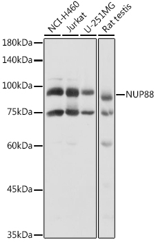 Western blot analysis of extracts of various cell lines using NUP88 Polyclonal Antibody at 1:1000 dilution.