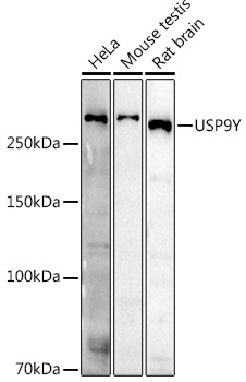 Western blot analysis of extracts of various cell lines using USP9Y Polyclonal Antibody at 1:500 dilution.