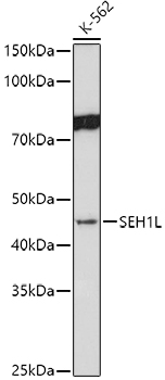 Western blot analysis of extracts of K-562 cells using SEH1L Polyclonal Antibody at 1:1000 dilution.