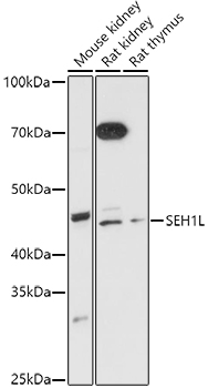 Western blot analysis of extracts of various cell lines using SEH1L Polyclonal Antibody at 1:1000 dilution.