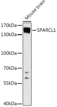 Western blot analysis of extracts of Mouse brain using SPARCL1 Polyclonal Antibody at 1:1000 dilution.