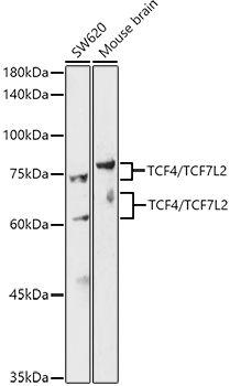 Western blot analysis of extracts of various cell lines using TCF4/TCF7L2 Polyclonal Antibody at 1:500 dilution.