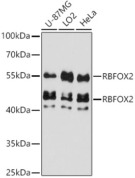 Western blot analysis of extracts of various cell lines using RBFOX2  Polyclonal Antibody at 1:3000 dilution.